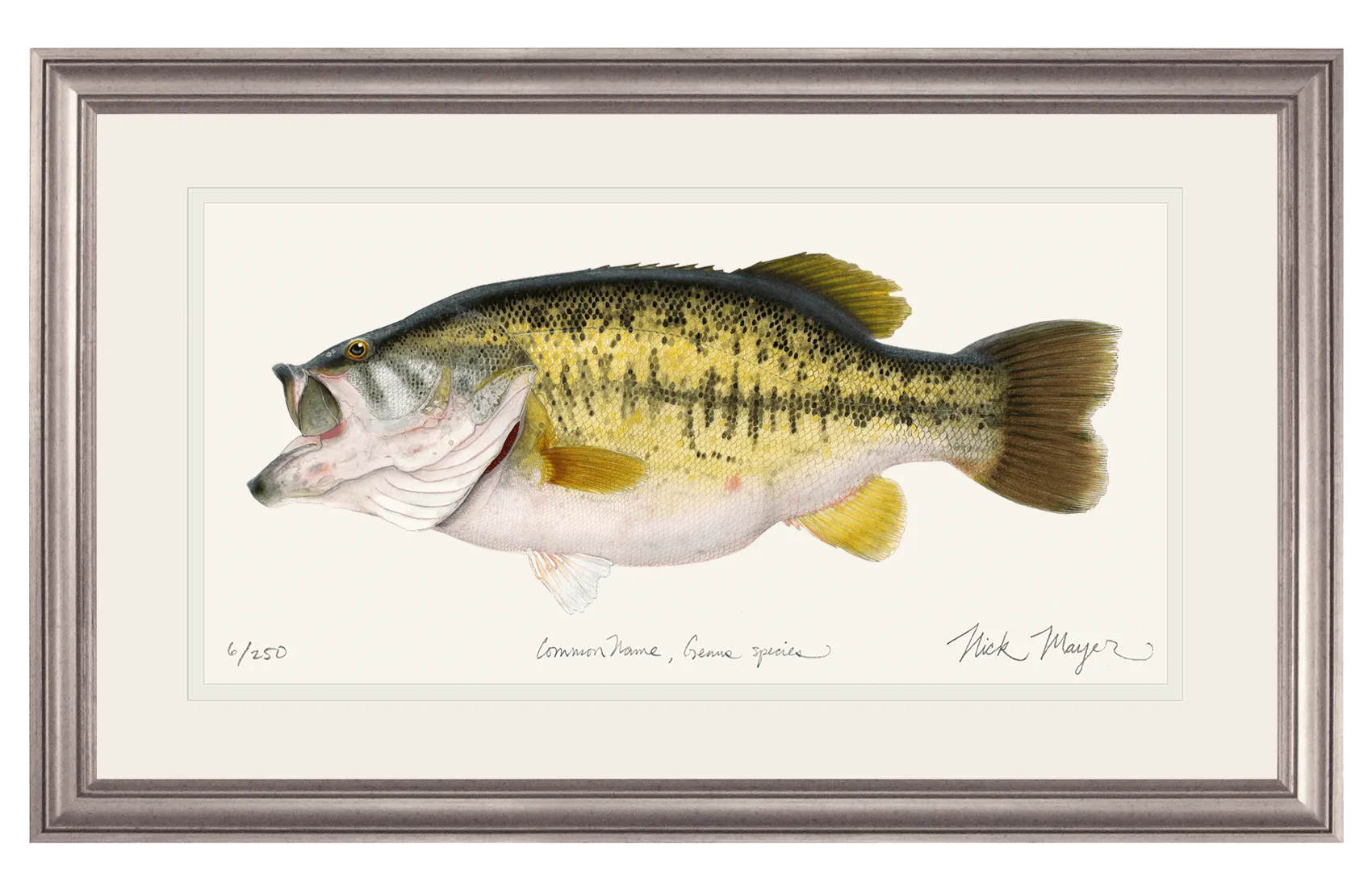 Largemouth Bass II, 14 lb Sharelunker Print