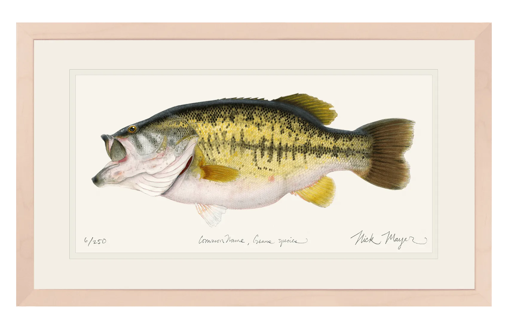 Largemouth Bass II, 14 lb Sharelunker Print