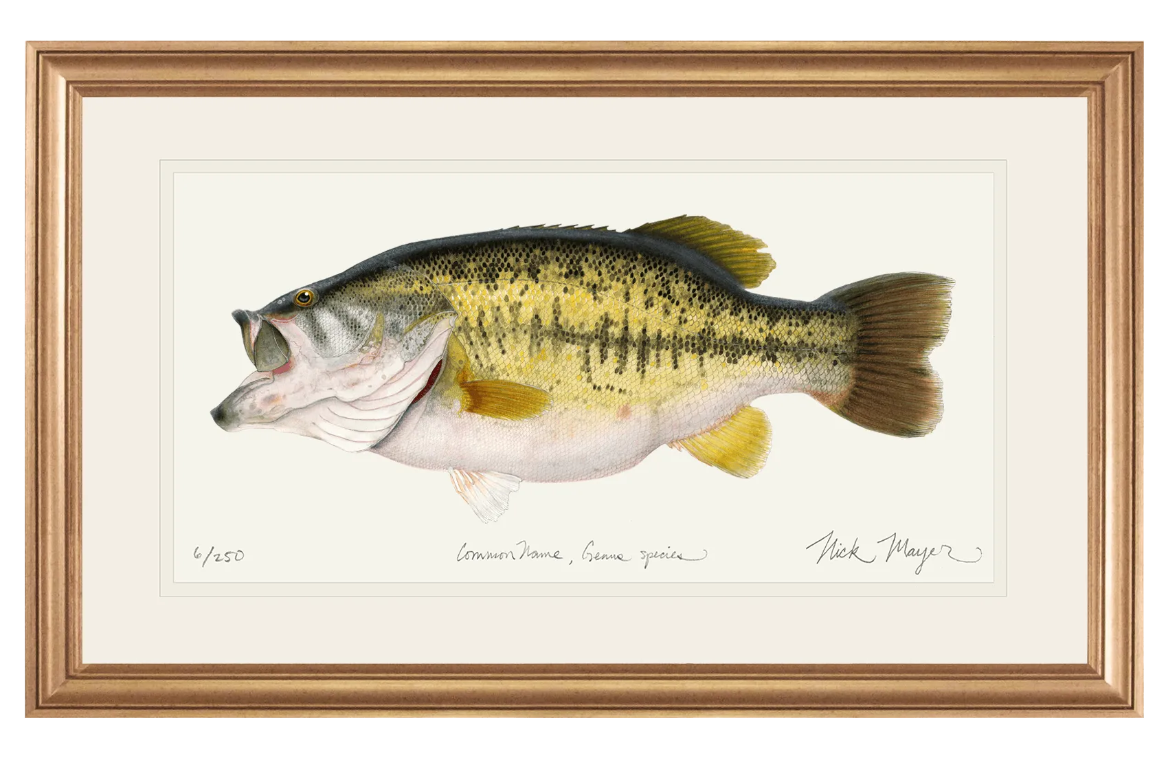 Largemouth Bass II, 14 lb Sharelunker Print