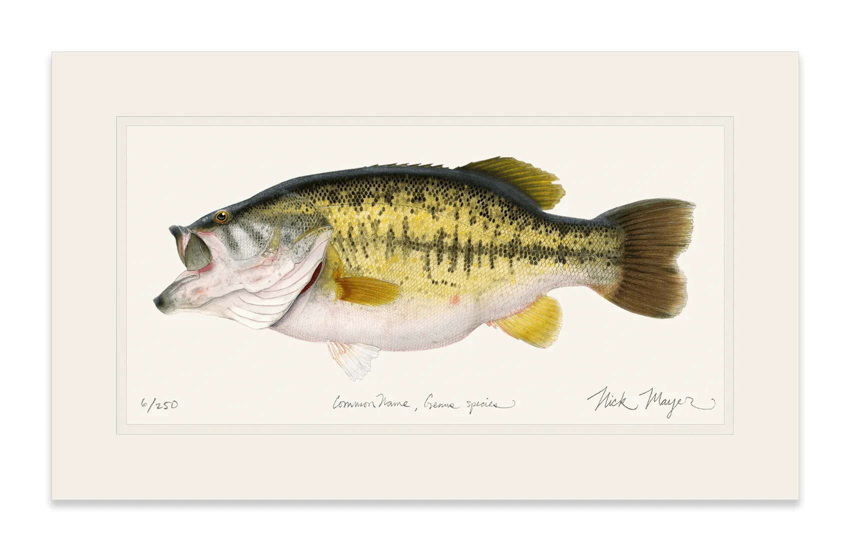 Largemouth Bass II, 14 lb Sharelunker Print