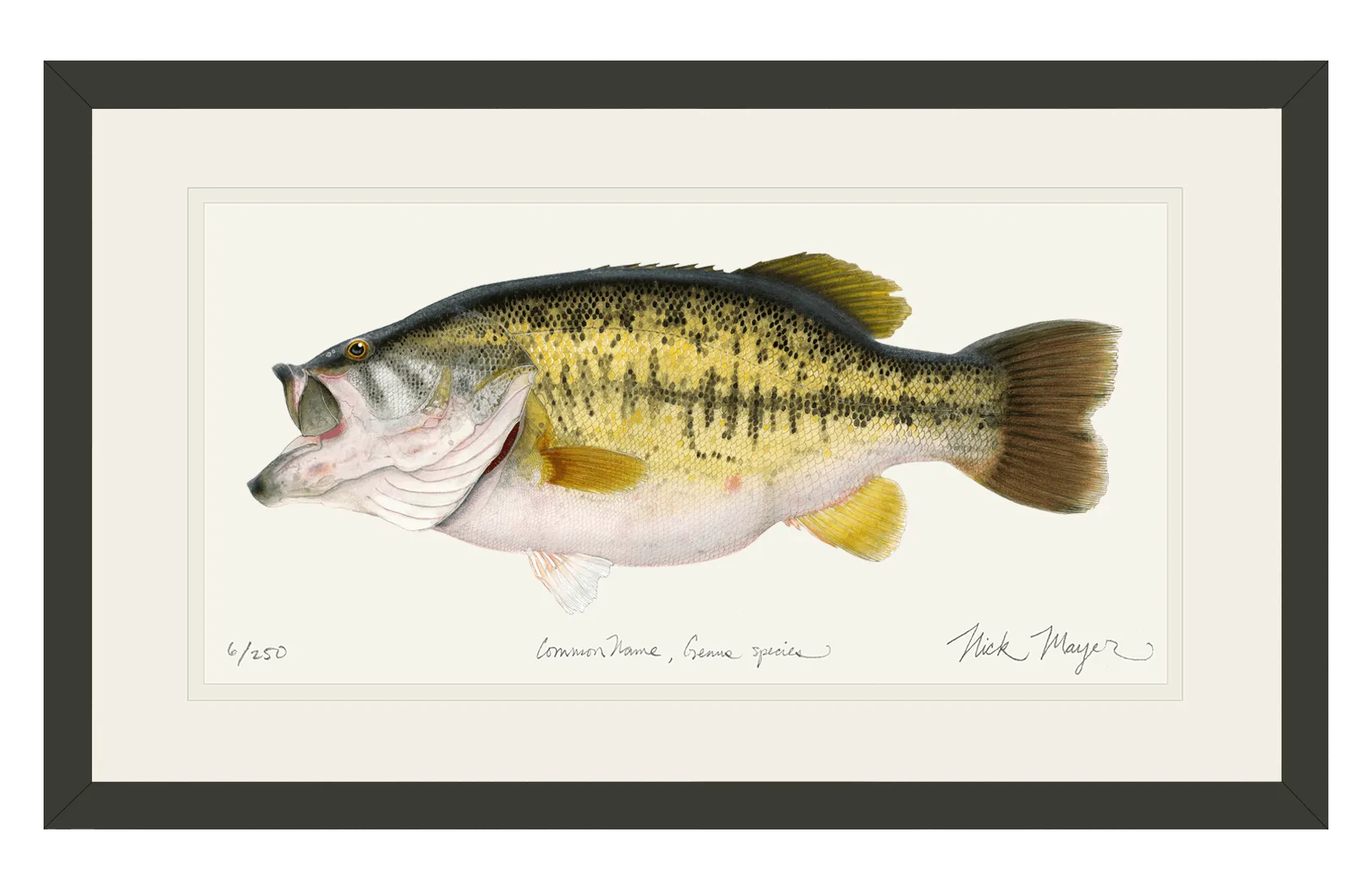 Largemouth Bass II, 14 lb Sharelunker Print
