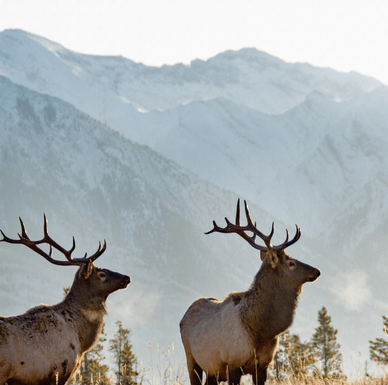 Rocky Mountain Elk Canvas Wall Art