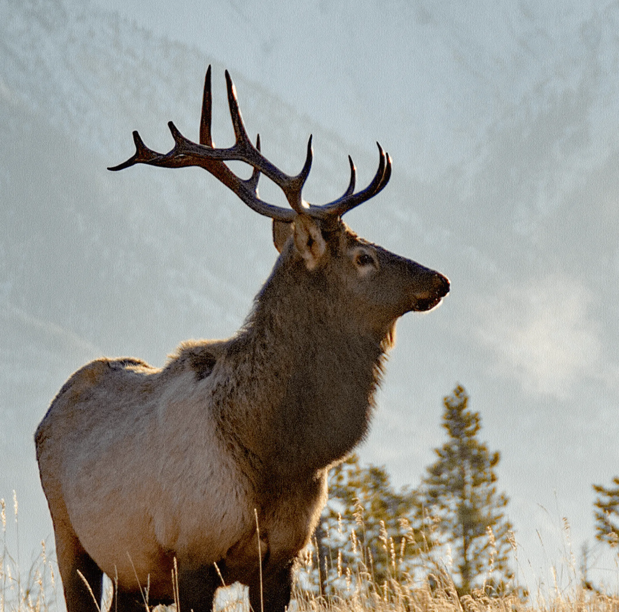 Rocky Mountain Elk Canvas Wall Art