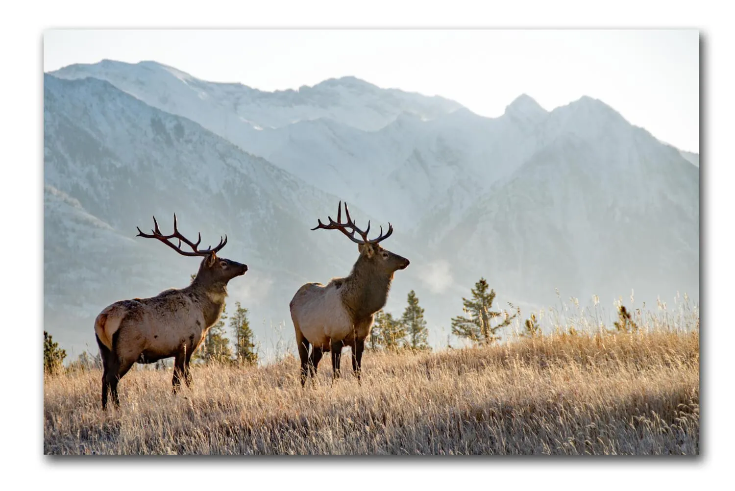 Rocky Mountain Elk Canvas Wall Art